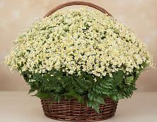 Цветочная композиция из Ромашки в корзине #REPLACE_PRED# Раменском